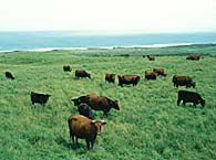放牧中の牛の写真